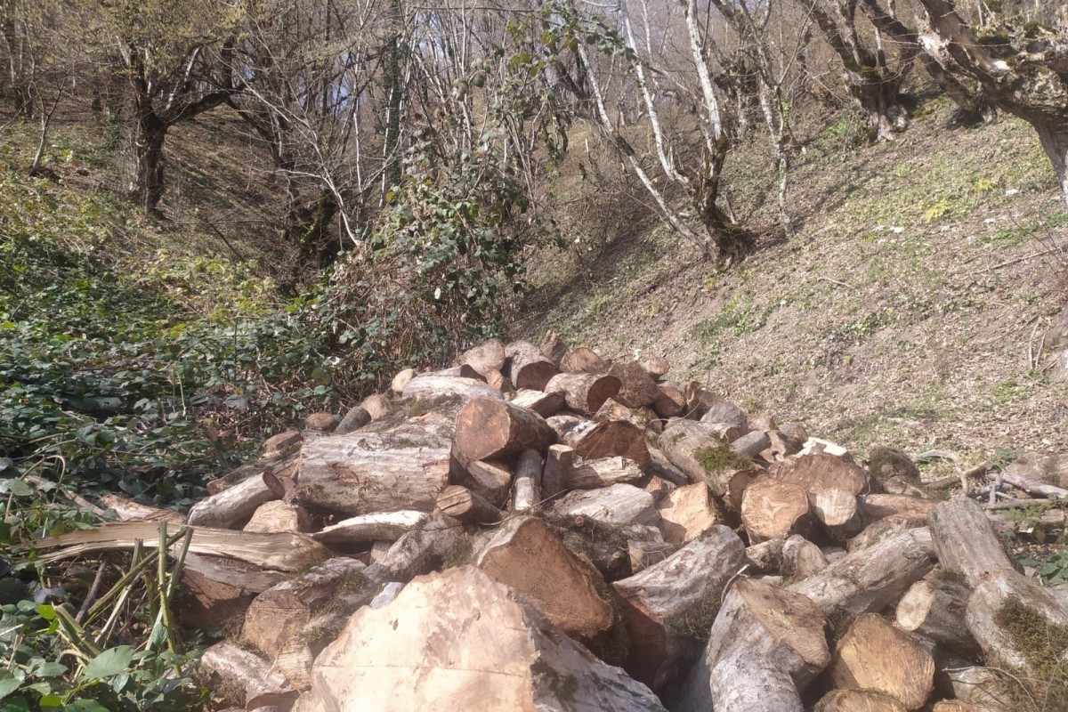 Təbiətə 6 min manata yaxın ziyan vuruldu - Saxlanılan var