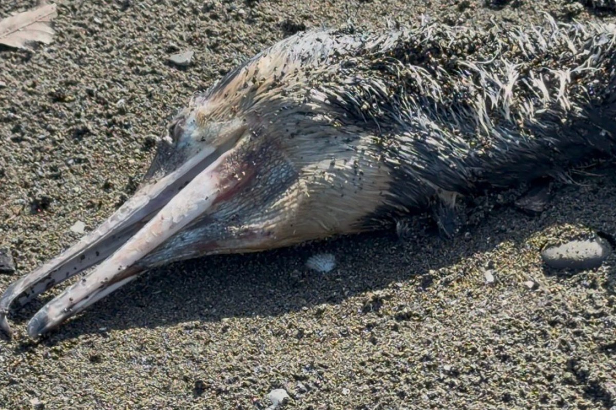 Lənkəranda köçəri quşlar kütləvi tələf oldu (FOTO)