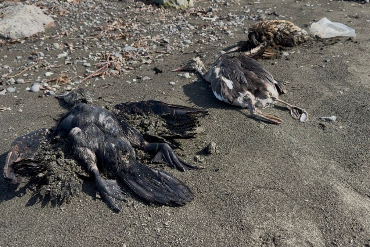 Lənkəranda köçəri quşlar kütləvi tələf oldu (FOTO)