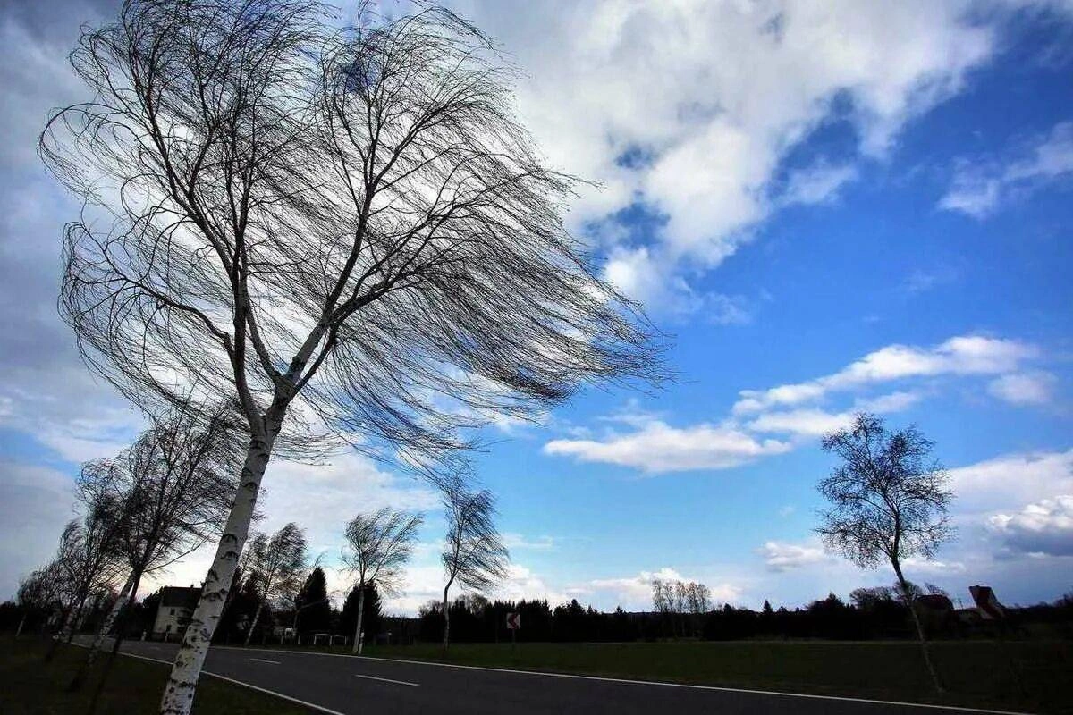 Küləkli hava şəraiti ilə bağlı sarı xəbərdarlıq edildi