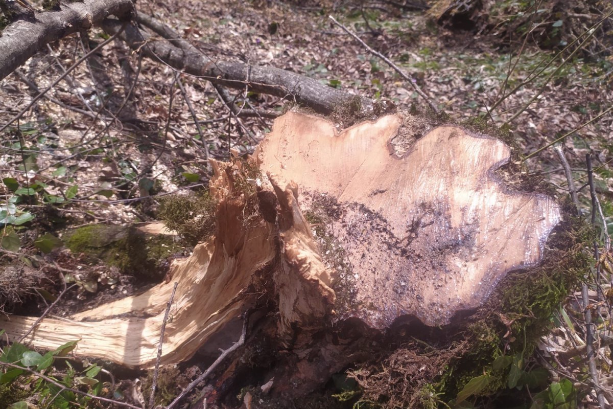 Təbiətə 6 min manata yaxın ziyan vuruldu - Saxlanılan var