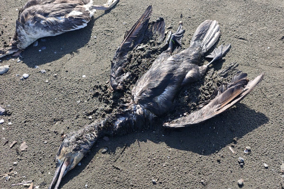 Lənkəranda köçəri quşlar kütləvi tələf oldu (FOTO)