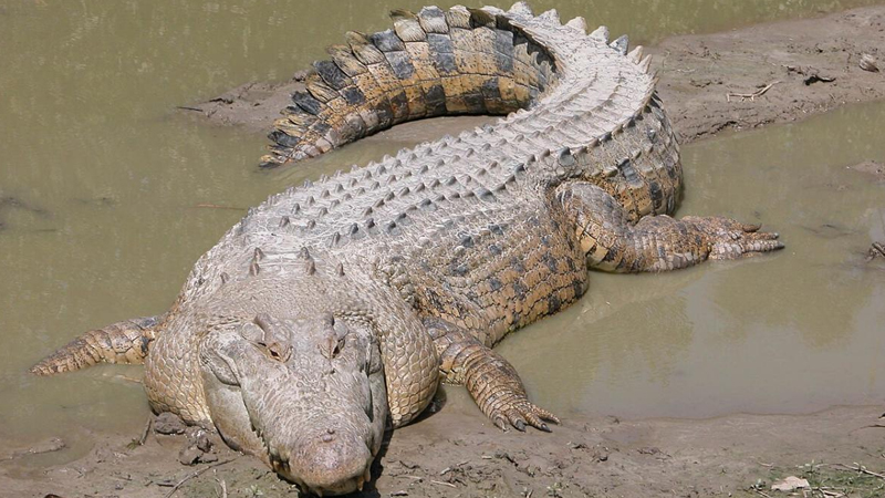 Unikal tısbağa dünyanın ən ölümcül yırtıcılarından biri tərəfindən ovlanır - Harada yaşayır?