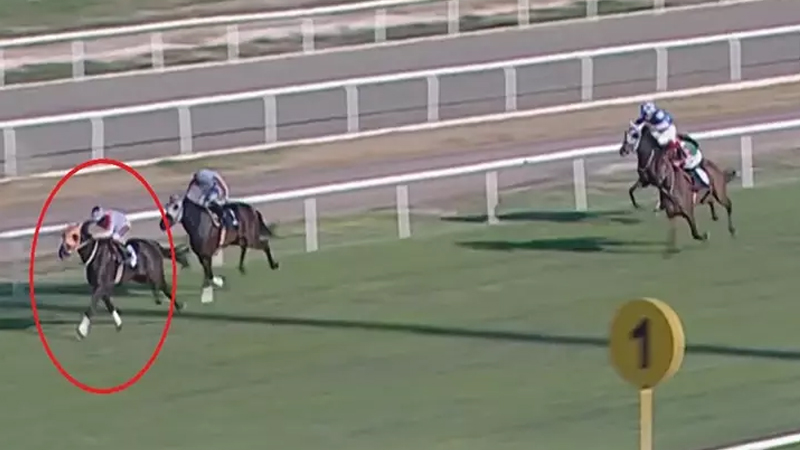 Yarış atını kəsilib qovurma bişirdilər - İş adamı 132 min cərimə edildi