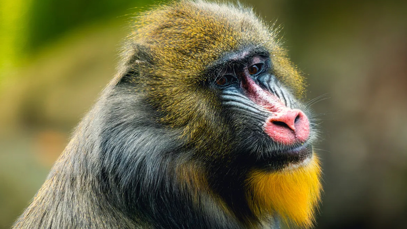 Nəhəng dişləri var: Dünyanın ən böyük meymunu hansıdır?