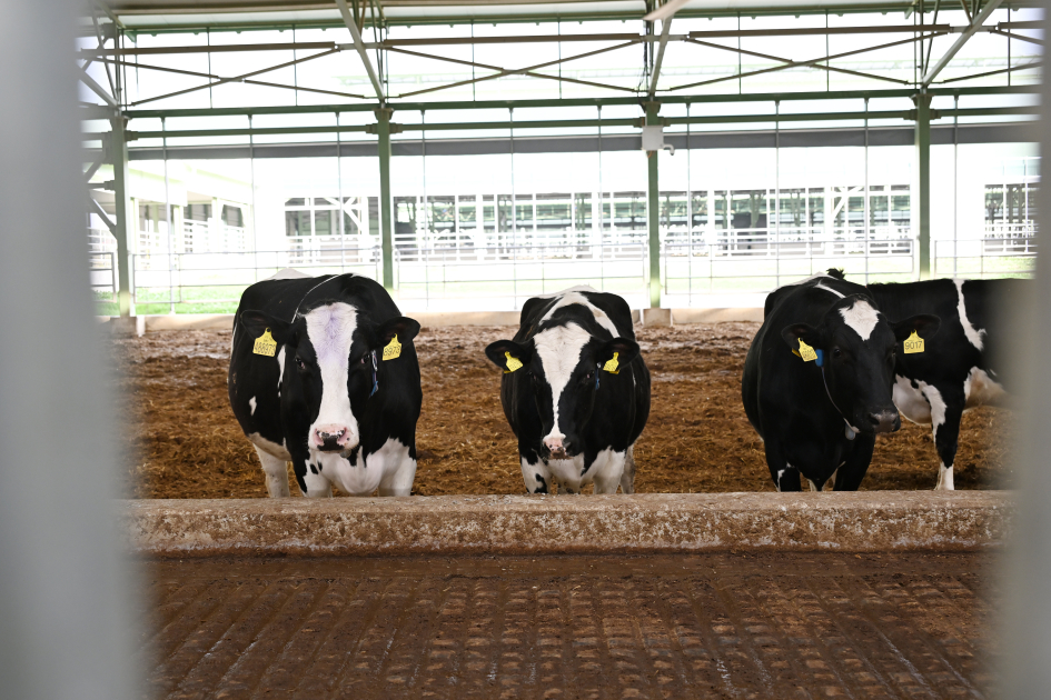 Prezident Şamaxıda açılışlar etdi (YENİLƏNİB)