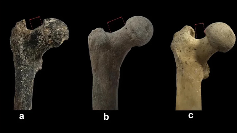 Tarix kitabları dəyişə bilər: Bəşəriyyətin başlanğıcı Avropaya doğru dəyişir?