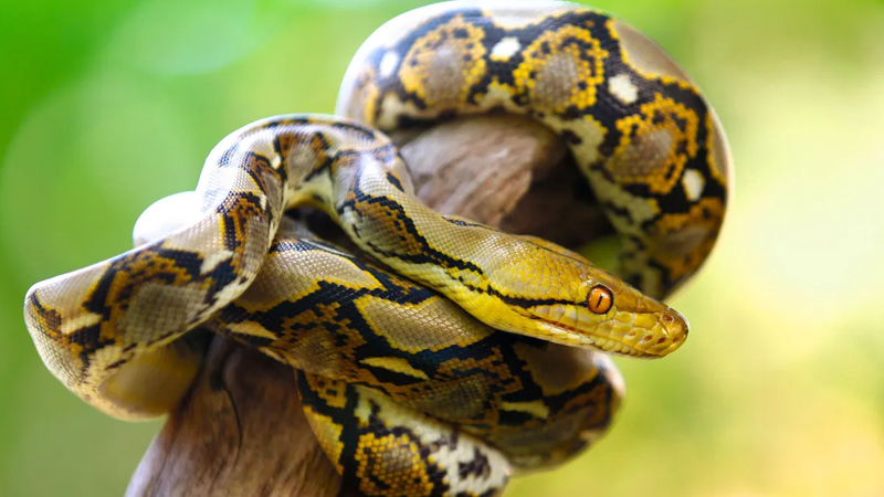 İnsanı və ya inəyi asanlıqla uda bilər: Dünyanın ən uzun ilanı hansıdır?