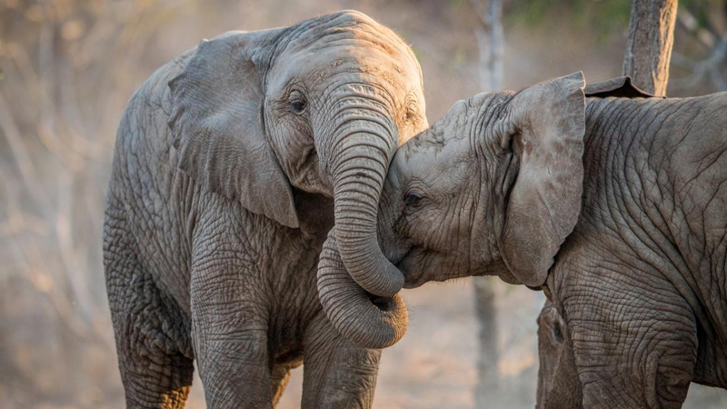 Alimlər yaxınları üçün həqiqətən yas tutan 7 heyvanı açıqladı