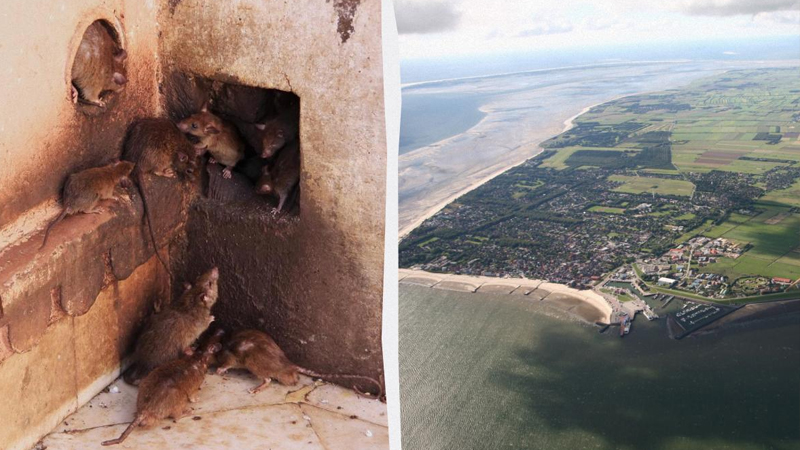 Bu adanı siçovullar işğal edib: Nadir quşlar məhv olur, həll yolu yoxdur