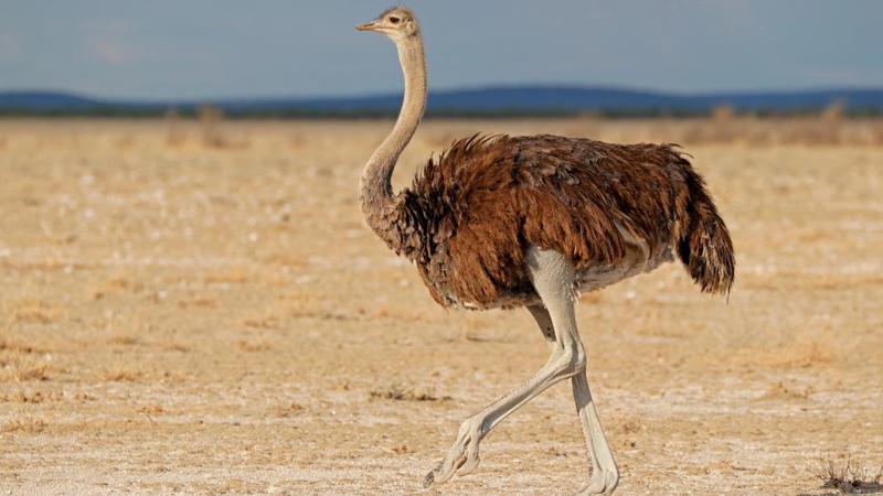 ARXİV! Dünyanın ən böyük 10 quşu: 156 kq çəkisi var (SİYAHI/FOTO)