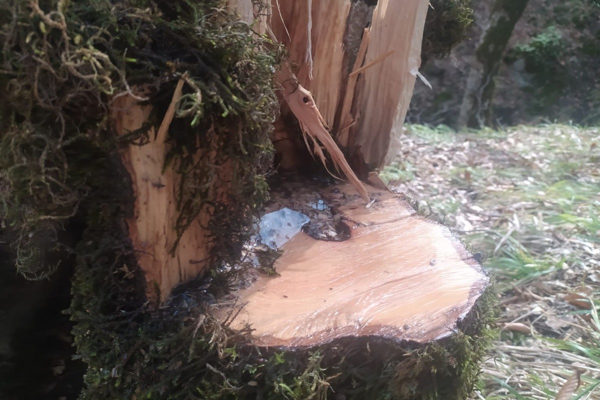 Təbiətə 6 min manata yaxın ziyan vuruldu - Saxlanılan var