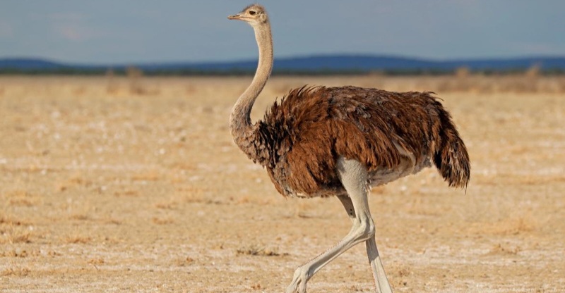 Dünyanın ən böyük 10 quşu: 156 kq çəkisi var (SİYAHI/FOTO)