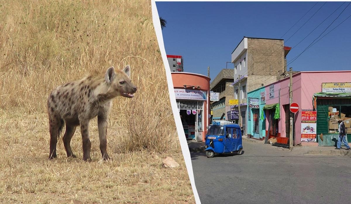Bu ölkədə yırtıcılar küçədə gəzərək sakinlərə ildə 100 min dollar qənaət edirlər