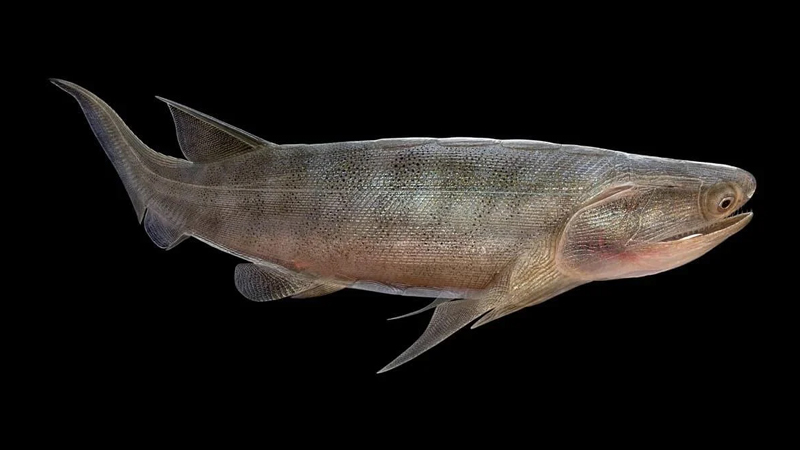 Çində 436 milyon illik fosillər tapıldı: Alimləri nə təəccübləndirdi?