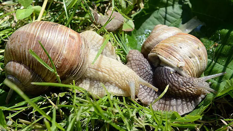 Masallıda ilbizlər əkin sahəsini məhv edir - Fermer nazirə müraciət etdi
