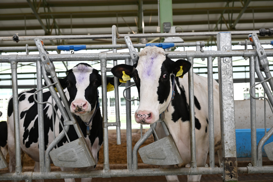 Prezident Şamaxıda açılışlar etdi (YENİLƏNİB)
