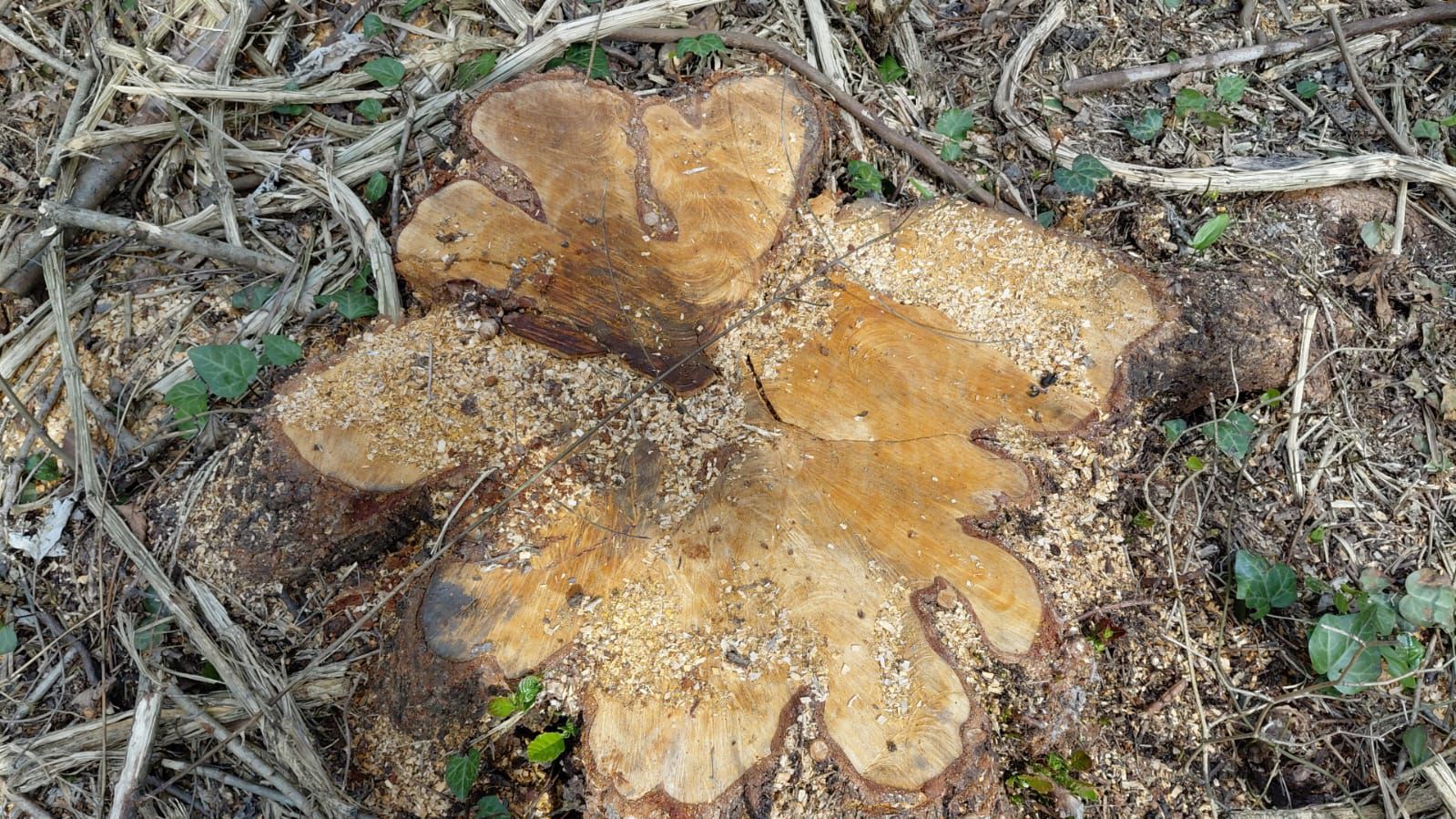 Oğuzda qızılağaclar kəsildi: Saxlanılanlar var (FOTO)