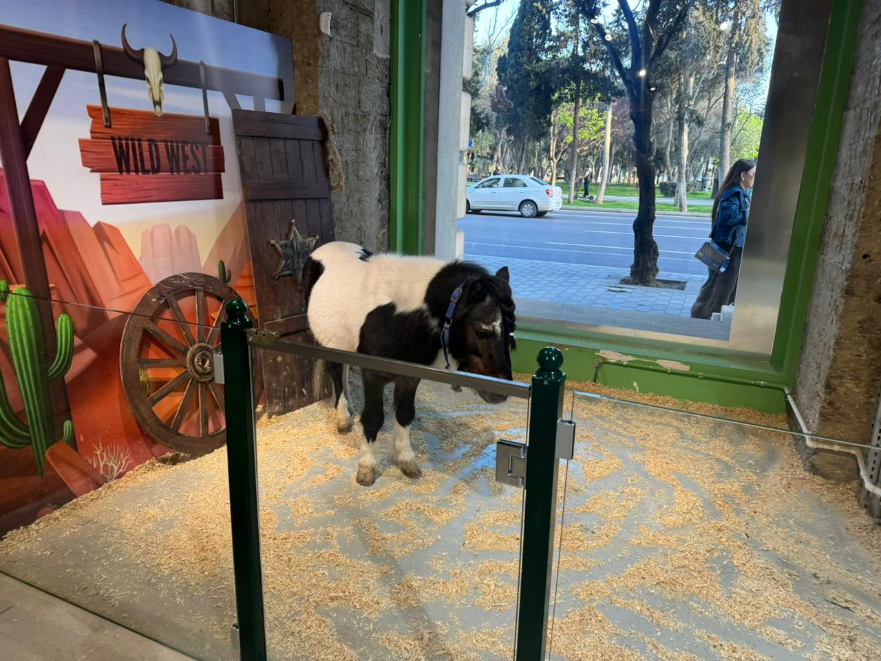 Qanunsuz saxlanılan vəhşi heyvanlar xilas edildi (FOTO)