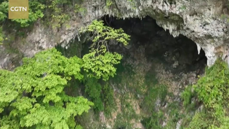 Çində alimlər yerin 200 metr dərinliyində nəhəng meşə kəşf etdi