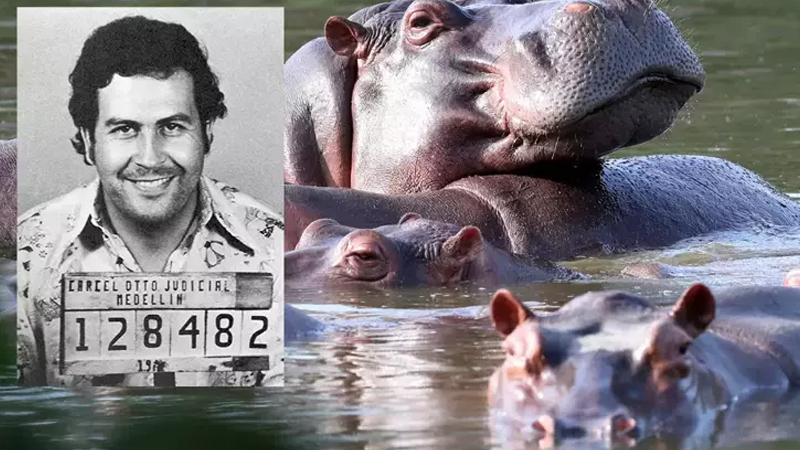 Hökumət onlara nəzarət edə bilmir: Eskobarın begemotları öldürüləcək