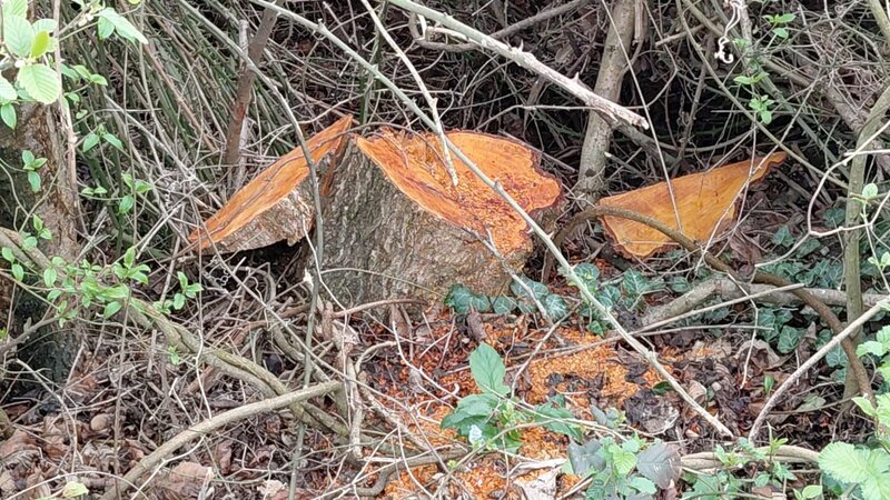 Ekoloji Təhlükəsizlik Xidməti son bir həftədə ağac kəsənləri 133 min manat cərimələdi