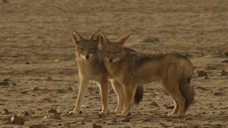 Ucarda çaqqalın sakinlərə xəsarət yetirdi: Qonşusunu müdafiə etdi, öz isə..