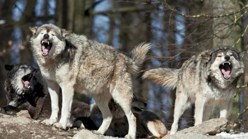 İmişlidə canavarlar kəndə hücum etdi (VİDEO)