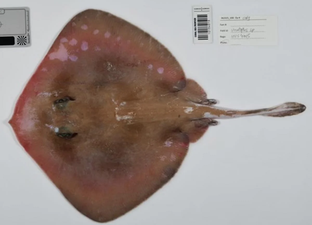 Mərcan dənizində elmə məlum olmayan yüzlərlə canlı tapıldı (FOTO)