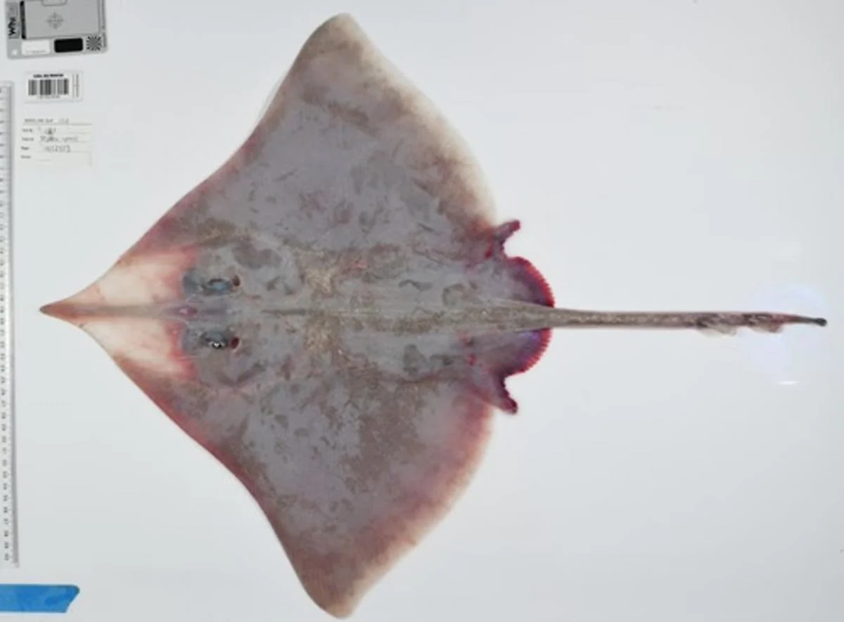 Mərcan dənizində elmə məlum olmayan yüzlərlə canlı tapıldı (FOTO)