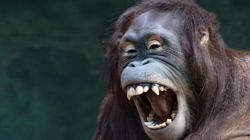 Heyvanlar aləminin prankerləri: Onlar zarafat edə bilir?