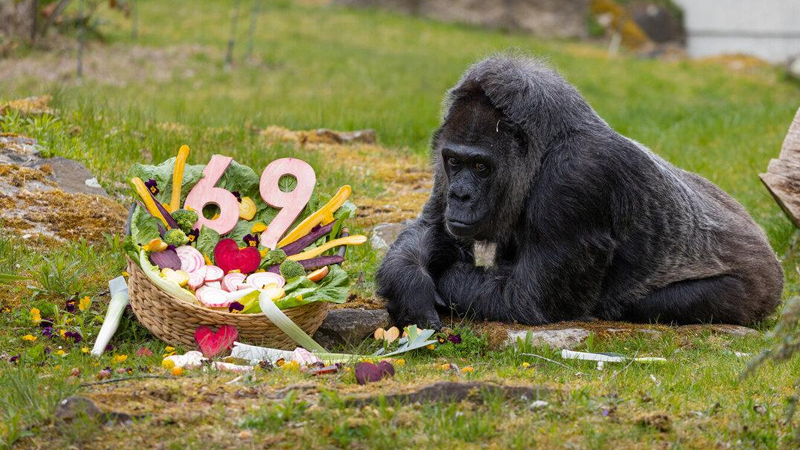 Dünyanın ən yaşlı qorillası 69 yaşını qeyd etdi (FOTO)
