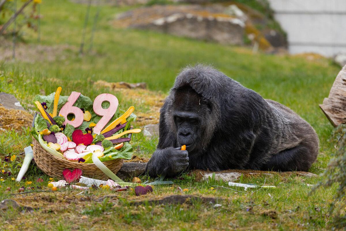 Dünyanın ən yaşlı qorillası 69 yaşını qeyd etdi (FOTO)