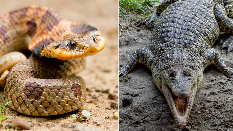 Hindistan Banqladeşlə sərhədi qorumaq üçün timsah və ilanlardan istifadə edəcək