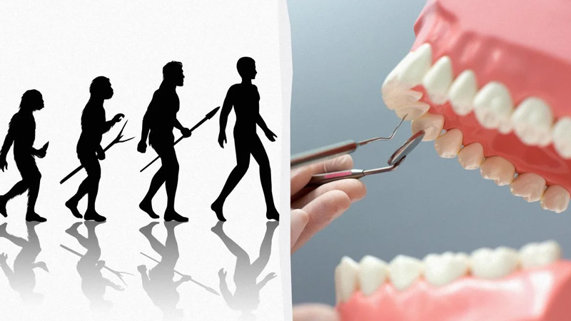 Alimlər ağıl dişlərinin intellektin inkişafı ilə əlaqəsini araşdırdı: Onların funksiyası nədir?