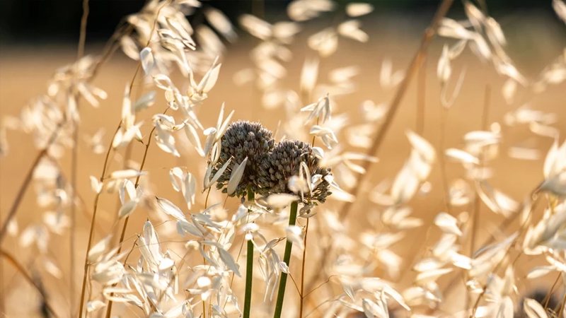 Antibiotik böhranında narahatedici detal: Təhlükə torpağın altında gizlənir