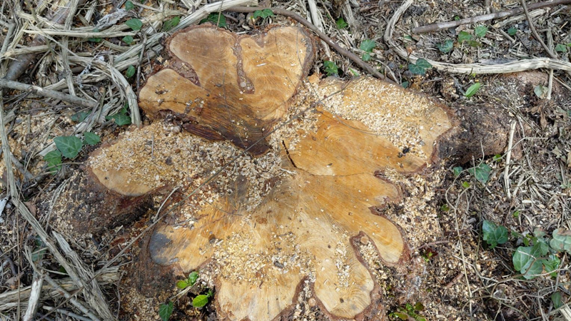 Oğuzda qızılağaclar kəsildi: Saxlanılanlar var (FOTO)