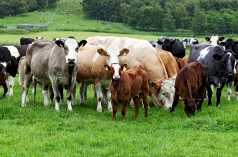 Azərbaycan mal-qara idxalını kəskin azaldıb