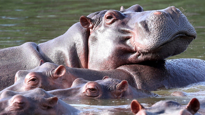 Milyarderin oğlu Eskobarın begemotlarını ölüm hökmündən xilas etmək istəyir