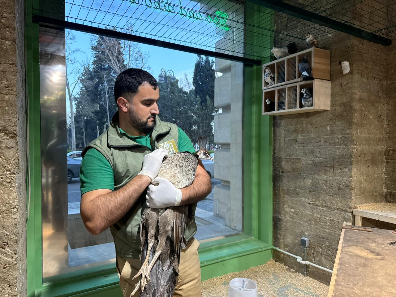 Qanunsuz saxlanılan vəhşi heyvanlar xilas edildi (FOTO)