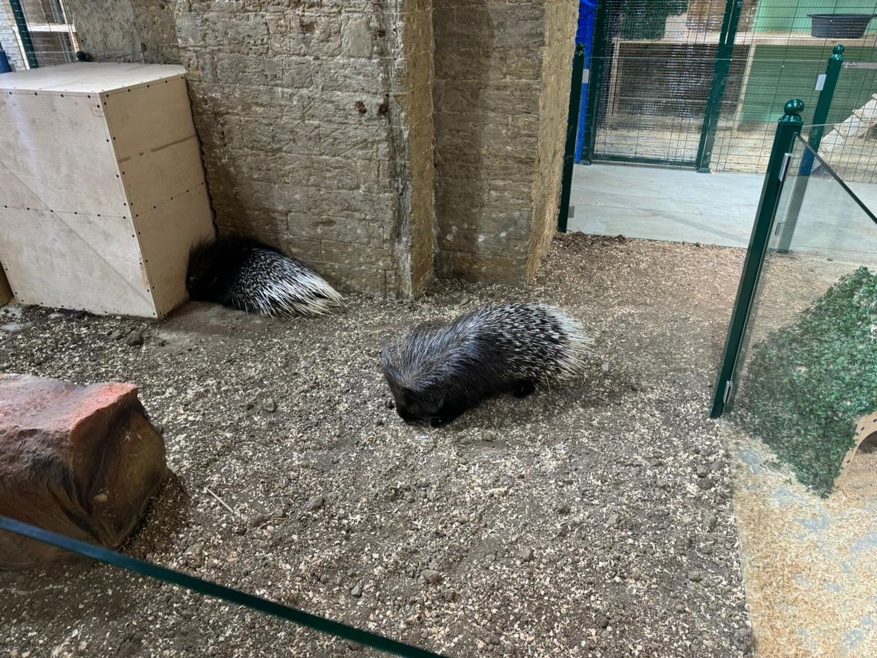 Qanunsuz saxlanılan vəhşi heyvanlar xilas edildi (FOTO)