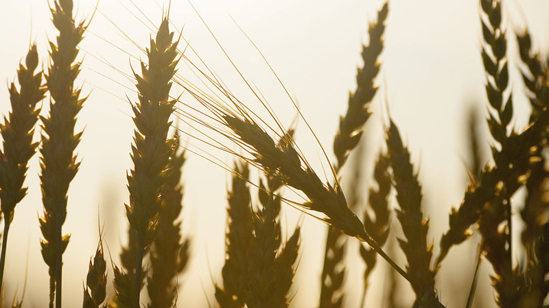 Müasir buğdanın mümkün əcdadı olan dənlər Qafqazda tapıldı