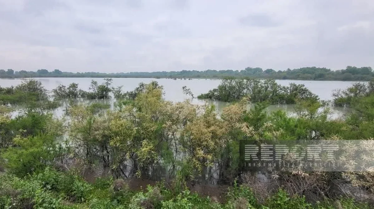 Kürün səviyyəsi qalxdı: Yüzlərlə hektar torpaq su altında qaldı (FOTO)