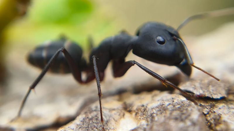 Qarışqalar nə qədər yaşayır? - Alimlərin cavabı