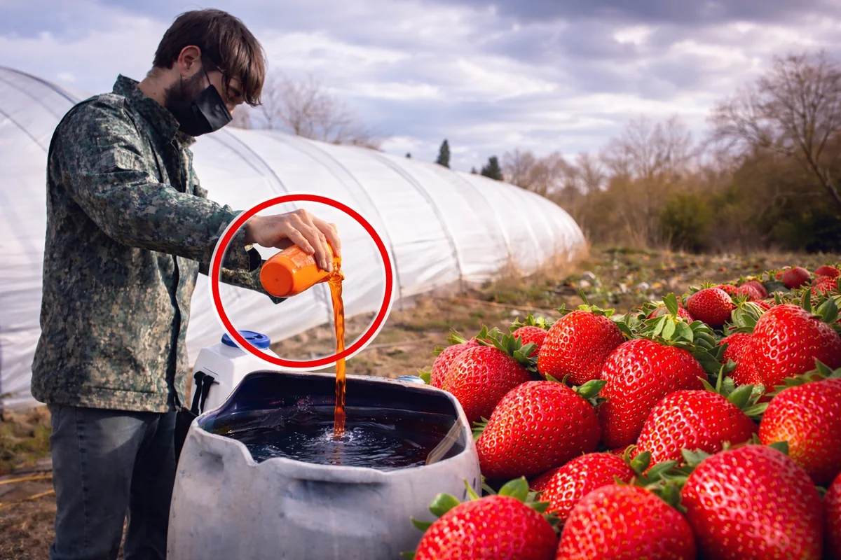 Azərbaycanda çiyələyə zəhərli maddələr qatılır? - Dəhşətli görüntülər yayıldı (VİDEO)