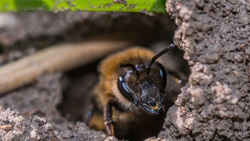 Qəbiristanlığın altında 5,6 milyon canlı tapıldı - Koloniya 1935-ci ildən ordadır