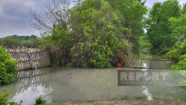 Kürün səviyyəsi qalxdı: Yüzlərlə hektar torpaq su altında qaldı (FOTO)
