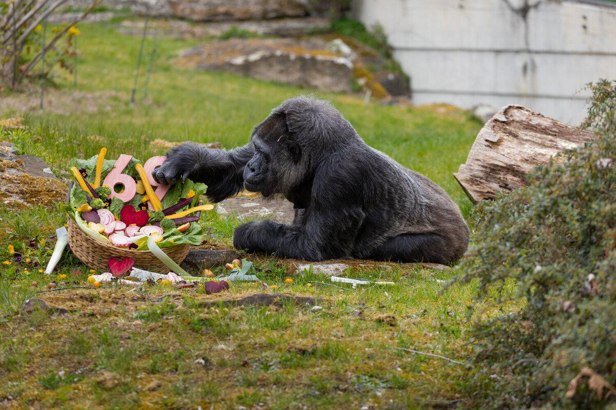 Dünyanın ən yaşlı qorillası 69 yaşını qeyd etdi (FOTO)