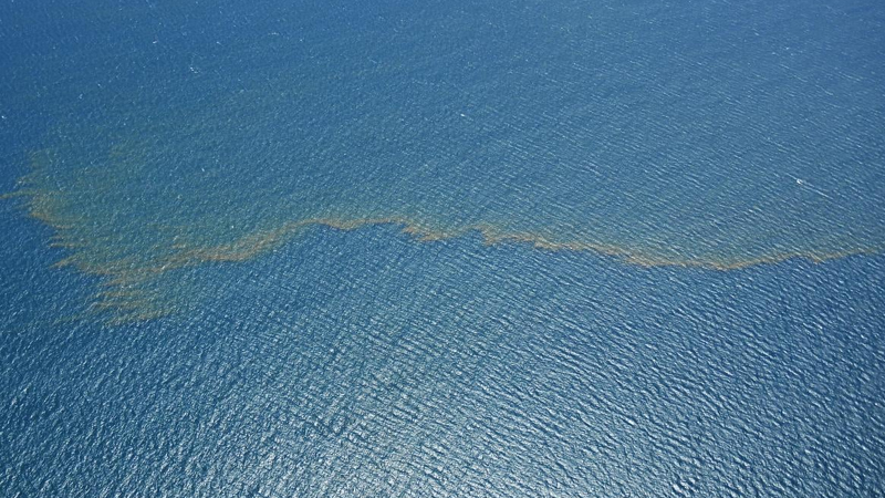 Mərcan dənizində elmə məlum olmayan yüzlərlə canlı tapıldı (FOTO)