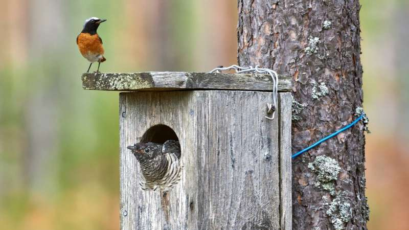 Ornitoloqlar ququ quşları ilə bağlı qədim mifi təkzib etdi